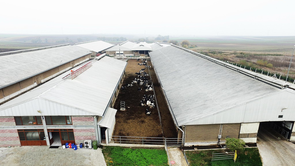 Holstein sürüsü